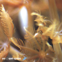 Asc - What The Future Holds Feat. Jadis (Feat. Jadis) загрузить