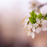 Austin Farwell - Spring Is Coming загрузить